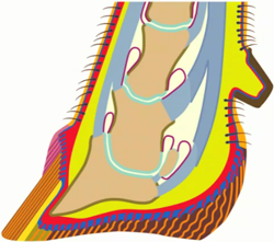 Functional Foot Care and Trimming in Cattle video